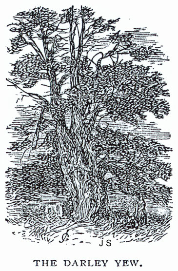 The ancient Yew tree, in the churchyard of St Helen's Church, Darley Dale