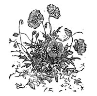 Engraving of wild flowers. From the bottom of page 46