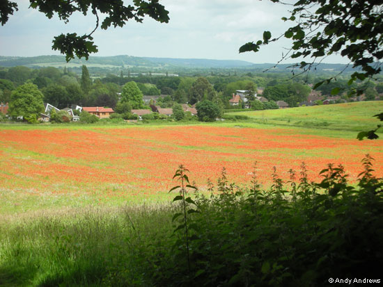 Poppies 1