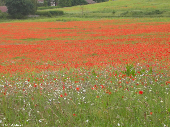 Poppies 2